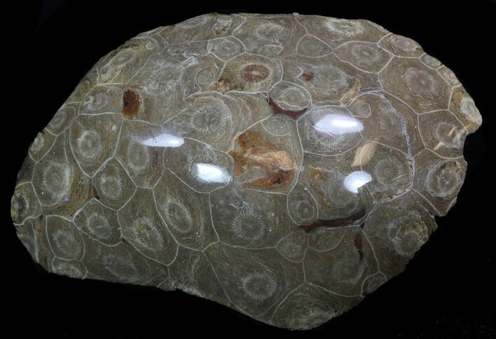Polished Fossil Coral - Morocco #35330